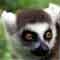 Lemur