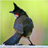 picture of a bird